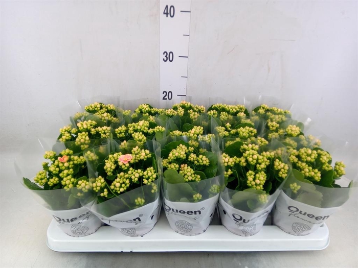 <h4>Kalanchoe  'Claraq2'</h4>