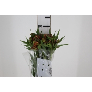 ALSTROEMERIA CHEERIO 080 CM