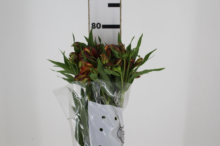 <h4>ALSTROEMERIA CHEERIO 080 CM</h4>