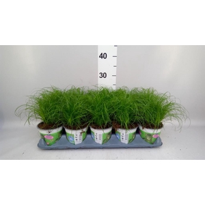Cyperus alternifolius 'Zumula'