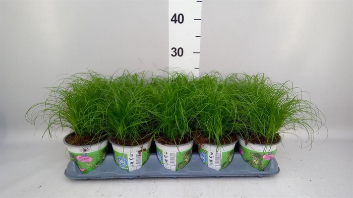 <h4>Cyperus alternifolius 'Zumula'</h4>