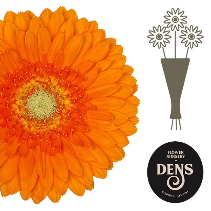 <h4>Germini Cuby Water</h4>