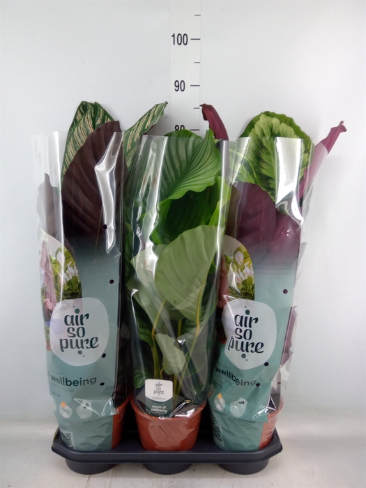 <h4>Calathea   ...mix</h4>