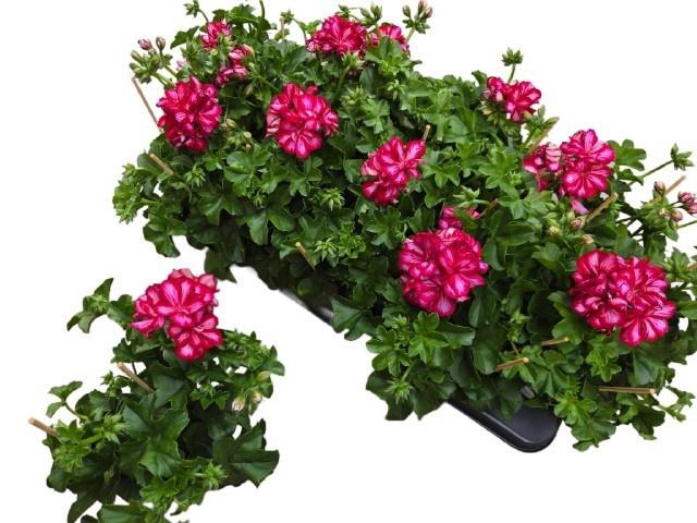 <h4>PEL PELT ROULETTA</h4>