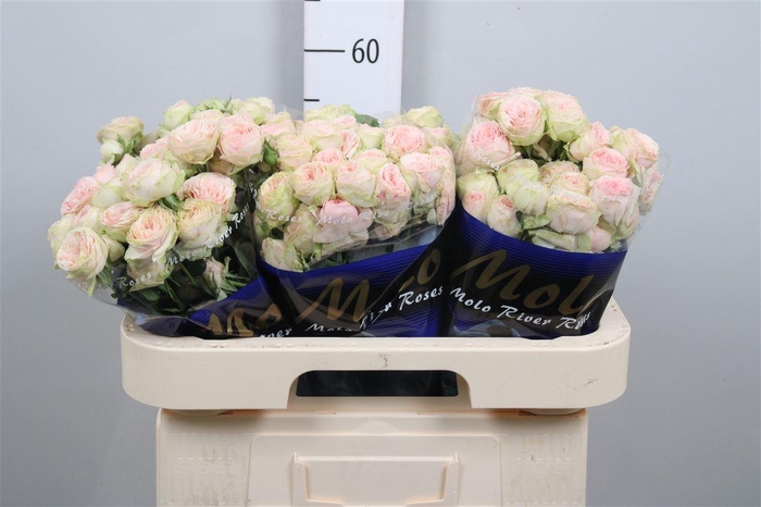 <h4>R Tr Sweet Giselle!</h4>