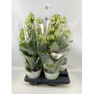 Kalanchoe  'Magic Bell'