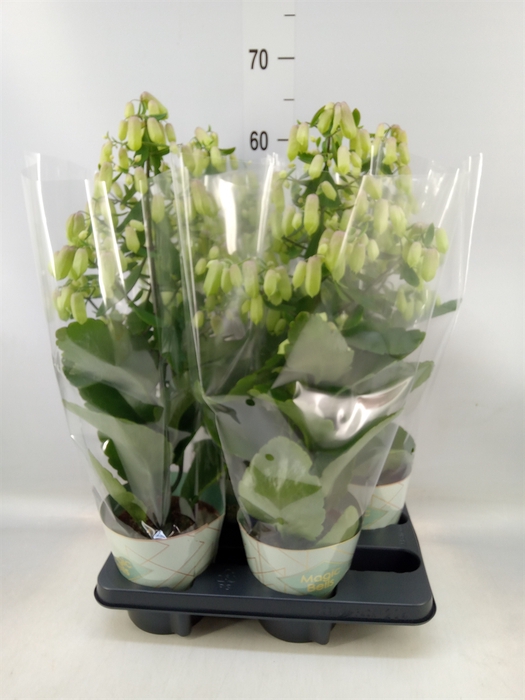 <h4>Kalanchoe  'Magic Bell'</h4>