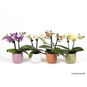 PHALAENOPSIS-HYB P6 E 2176