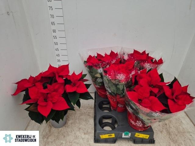 <h4>EUPHOR P CHR F RED</h4>