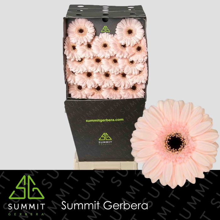 <h4>Germini Macaron Diamond per kaart</h4>