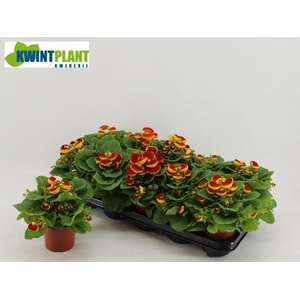 CALC X HERBEOHYBRIDA