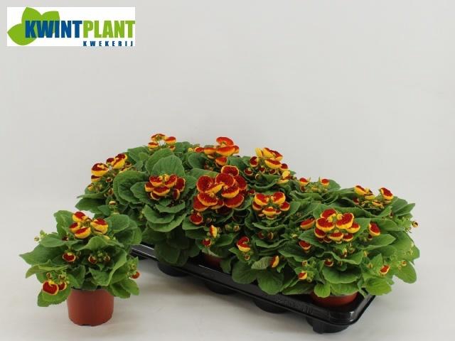 <h4>CALC X HERBEOHYBRIDA</h4>