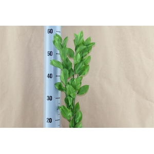 Japan Deco Ruscus Fresh Green 3 Pcs