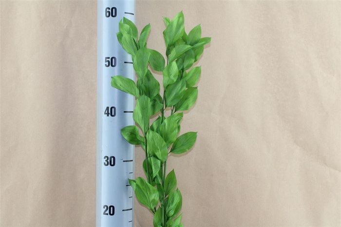 <h4>Japan Deco Ruscus Fresh Green 3 Pcs</h4>