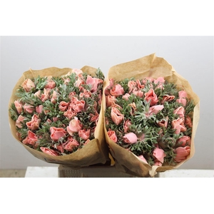 Anem Marianne Powder Salmon