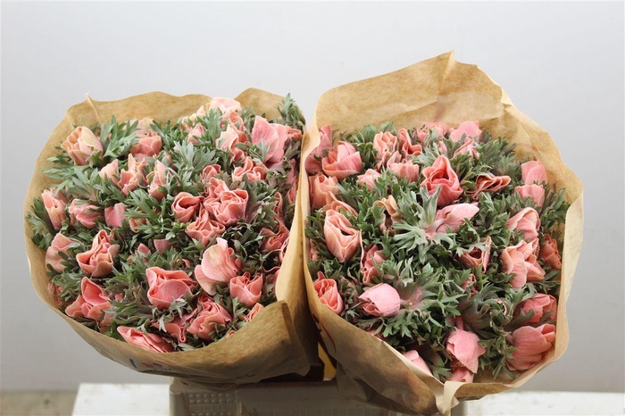 <h4>Anem Marianne Powder Salmon</h4>