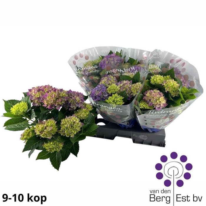 <h4>HYDR M HI OCEAN</h4>