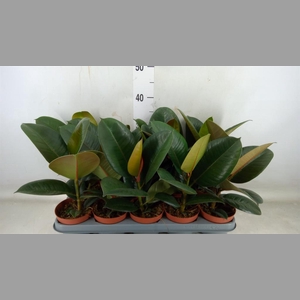 Ficus elastica 'Robusta'