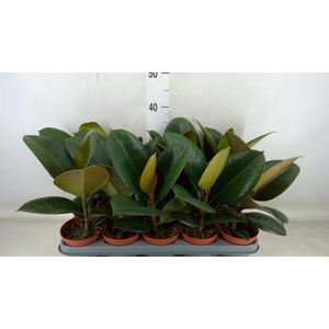 Ficus elastica 'Robusta'