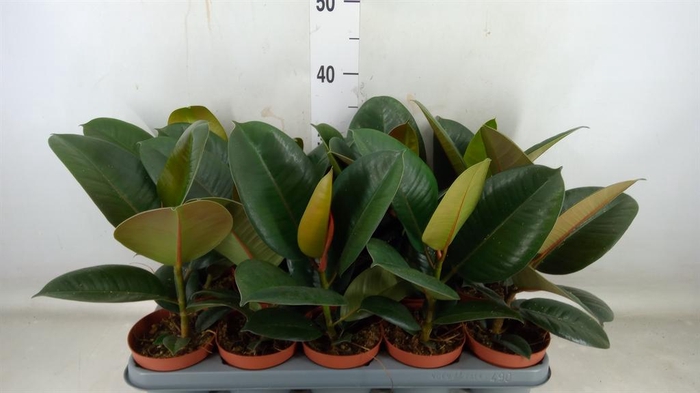 <h4>Ficus elastica 'Robusta'</h4>