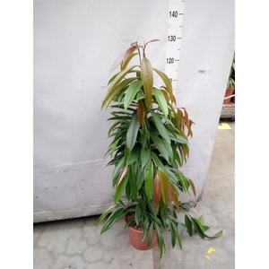 Ficus binn. 'Amstel King'