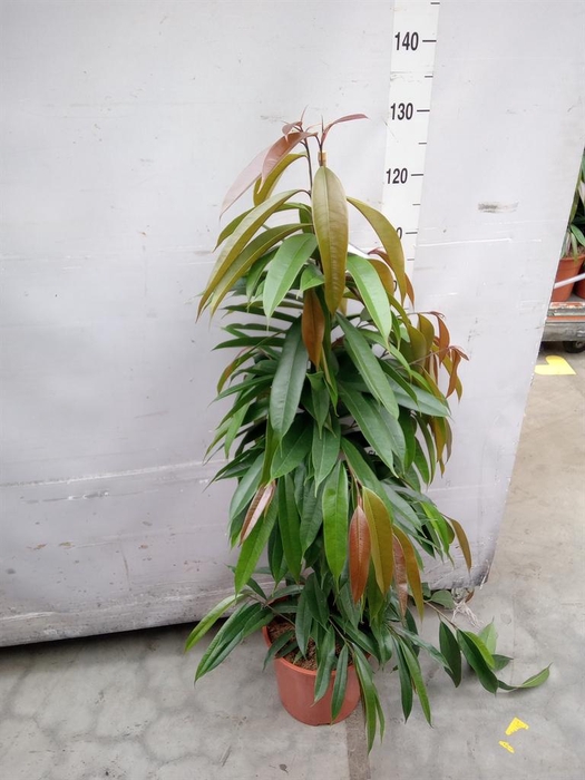 <h4>Ficus binn. 'Amstel King'</h4>