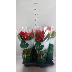 Anthurium andr. 'Melodia'