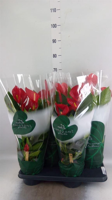 <h4>Anthurium andr. 'Melodia'</h4>