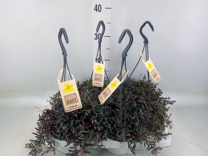 <h4>Senecio   ...</h4>