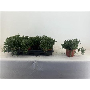Rhipsalis Burchellii