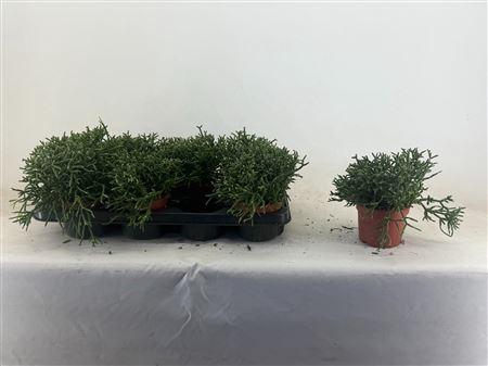 <h4>Rhipsalis Burchellii</h4>