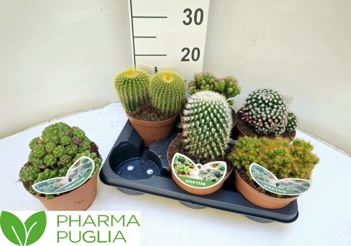 <h4>CACTUS GEM</h4>