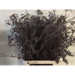 Alnus Glutinosa [elzenproppen]