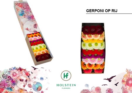 <h4>Ge Bv Doos Gerponi Op Rij X60</h4>