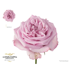Rosa Garden Nayeli