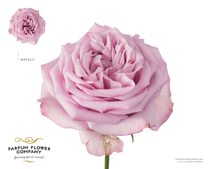 <h4>Rosa Garden Nayeli</h4>