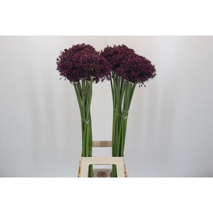 Allium Cherry