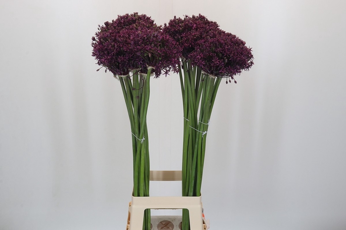 <h4>Allium Cherry</h4>