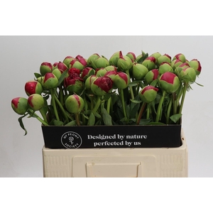 Paeonia Command Performance