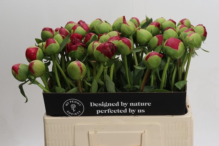 <h4>Paeonia Command Performance</h4>