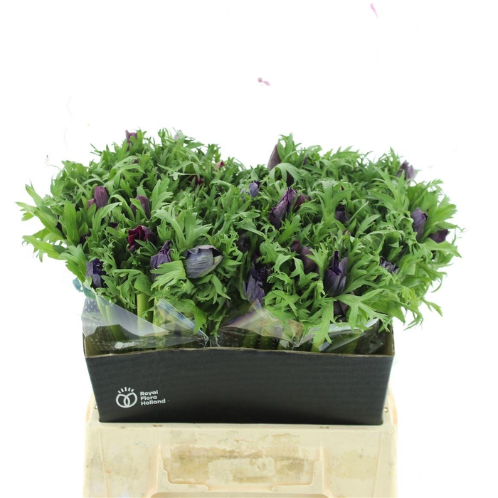 <h4>Anem Co Mar Bordeaux</h4>