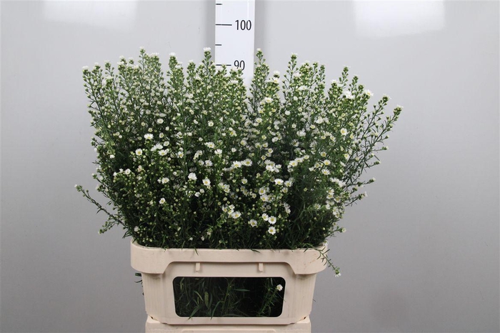 <h4>Ast U Paquita</h4>