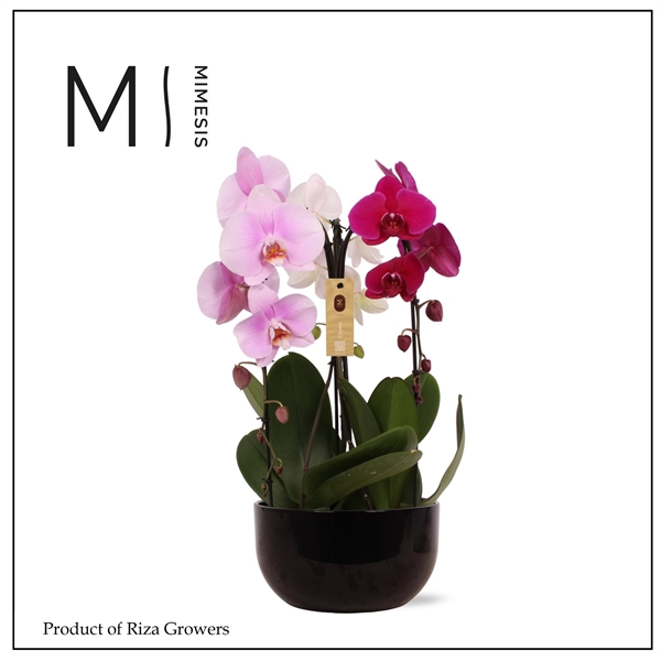 <h4>Mimesis Phal. Arrangement Crown Carnaval - 3 spike 26cm Saskia Black ceramic</h4>