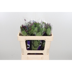 Clem Di Bl Pirouette