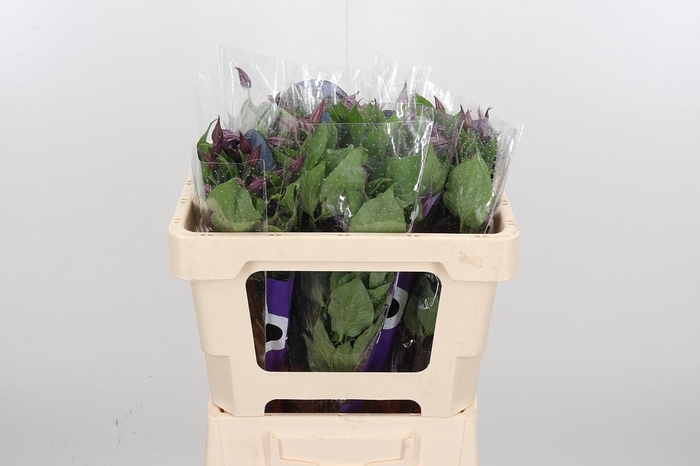 <h4>Clem Di Bl Pirouette</h4>