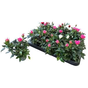 RO KORDANA GEM 3 SRT