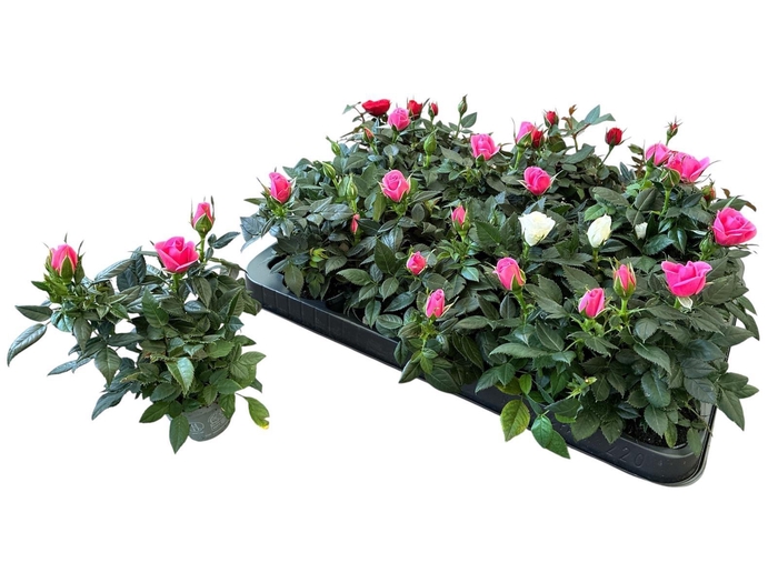 <h4>RO KORDANA GEM 3 SRT</h4>