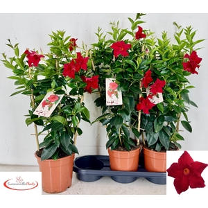 MANDE RIO GRANDE SCA