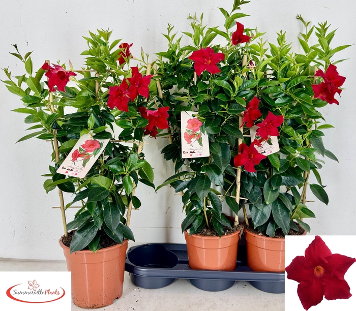 <h4>MANDE RIO GRANDE SCA</h4>