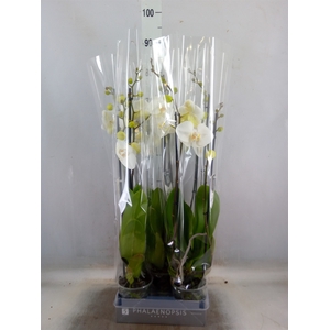 Phalaenopsis  'White World'